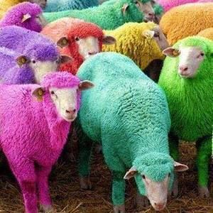 Meet your Posher, Shelley